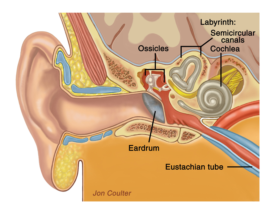 Ear 101